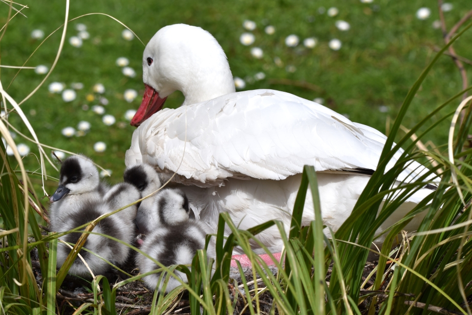 Coscoroba cygnets hatch at WWT Martin Mere